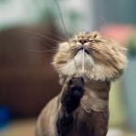 What to Do If Your Cat Is Losing Hair