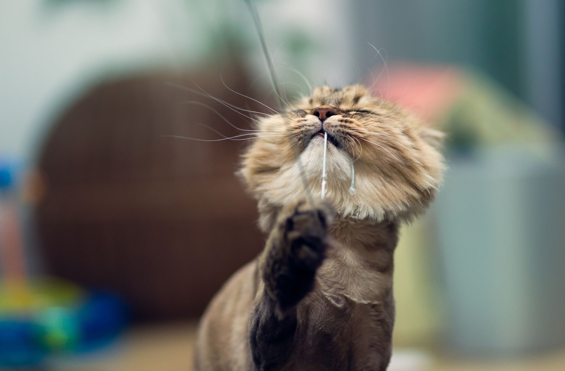 What to Do If Your Cat Is Losing Hair