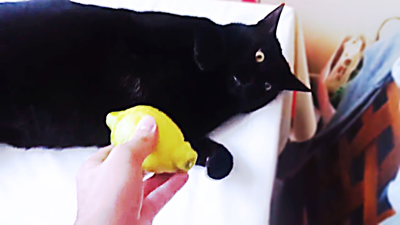 Why Are Lemons Toxic to Cats?