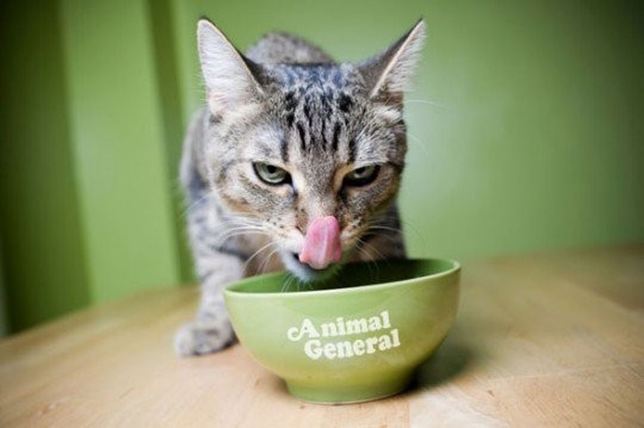 Why Can Cats Eat Cured Meat?