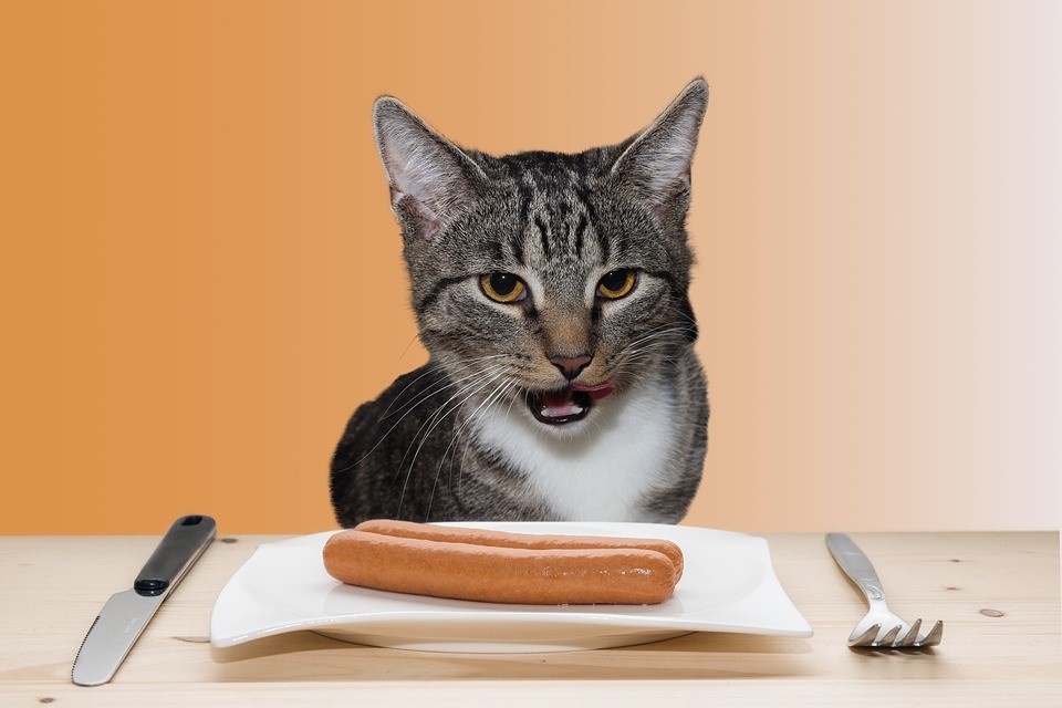 Why Can't Your Cat Eat Sausages?