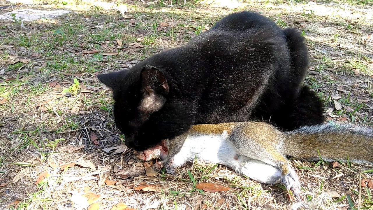 Why Do Cats Eat Squirrels?