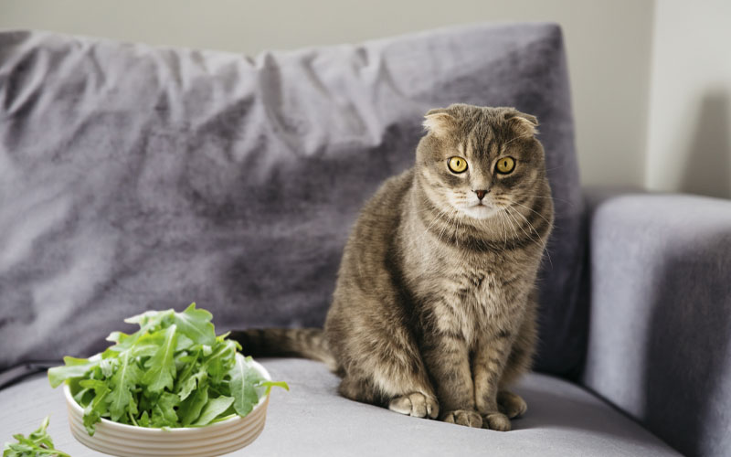 Why Does A Cat Want To Eat Arugula?
