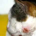 Why Does My Cat Keep Getting Abscesses?