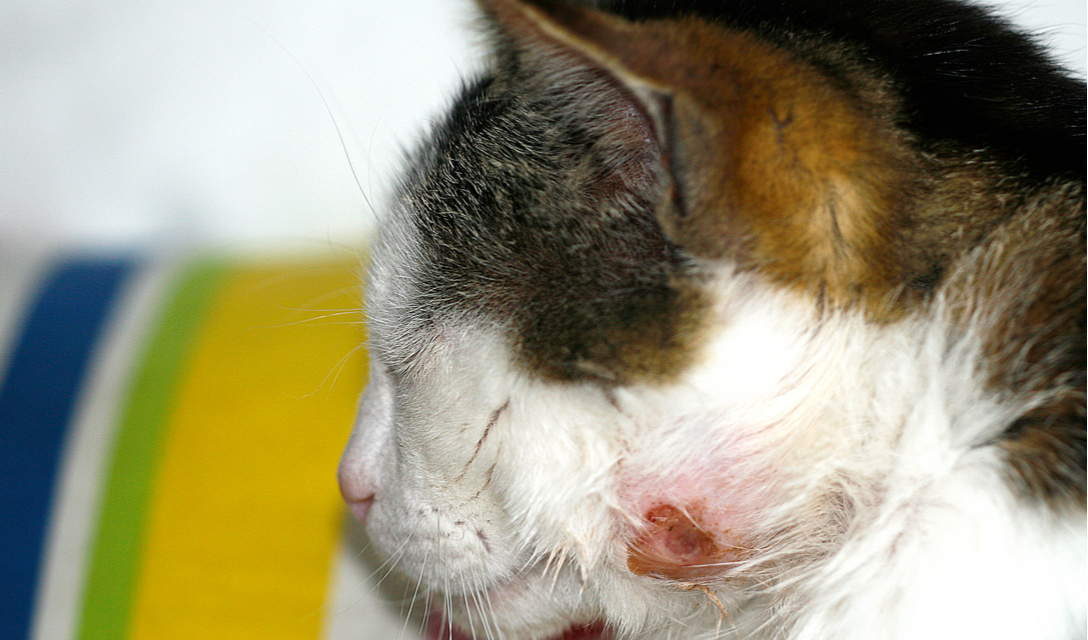 Why Does My Cat Keep Getting Abscesses?