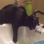 Why Does My Cat Lay Down To Drink Water?