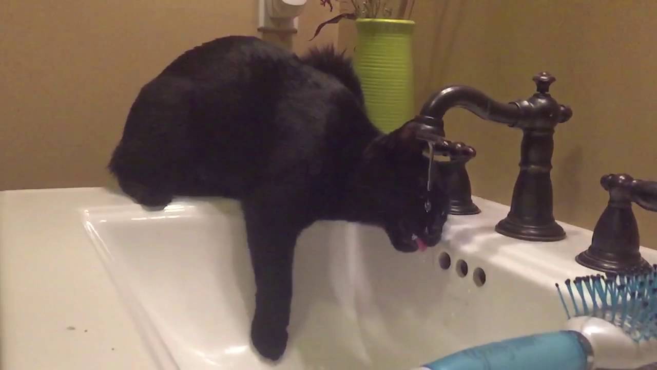 Why Does My Cat Lay Down To Drink Water?