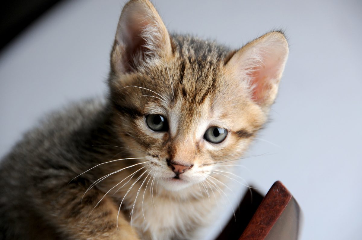 Why Does Your Cat Have Bald Patches?