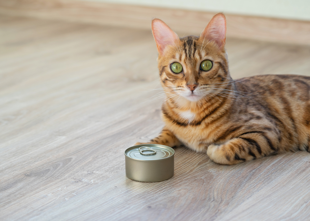 Why Is Tuna Water Bad For Cats?