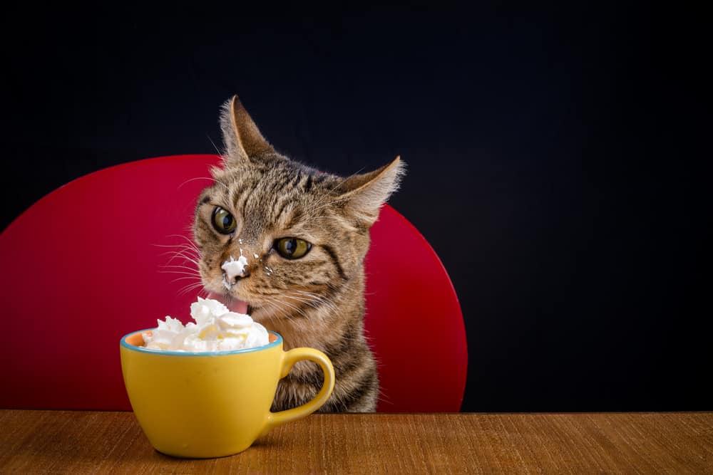 Why Is Whip Cream Bad for Cats?