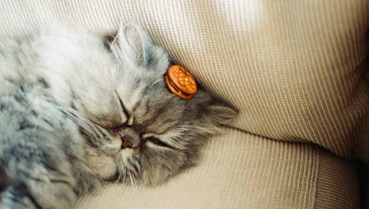 Why do cats like crackers?