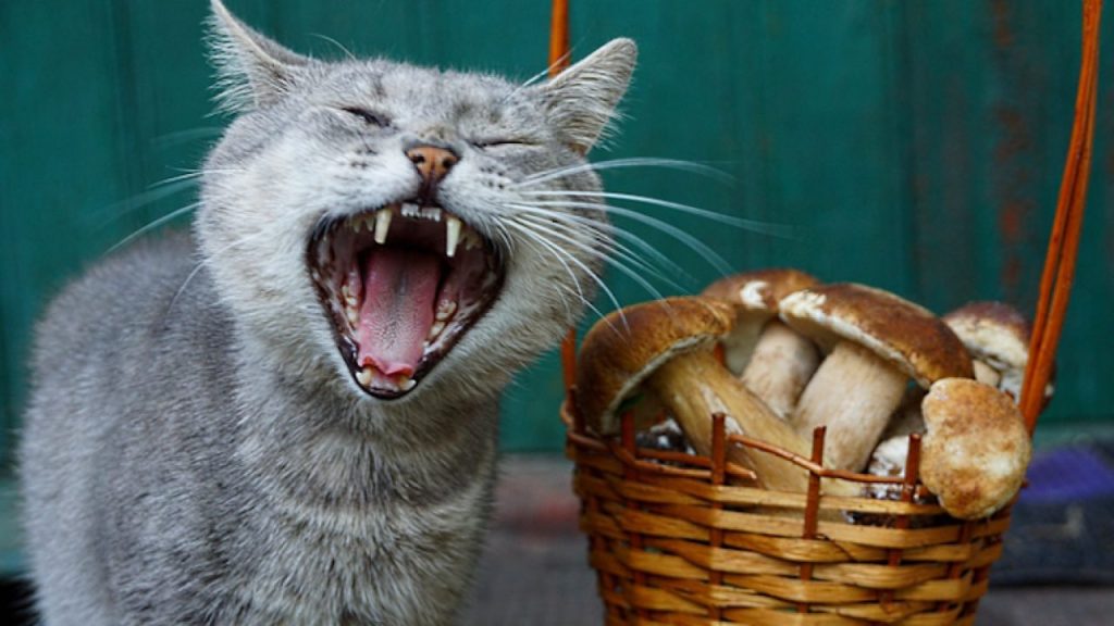 Are Mushrooms Bad For Cats 21Cats