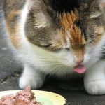 Can Cats Eat Beef Liver?
