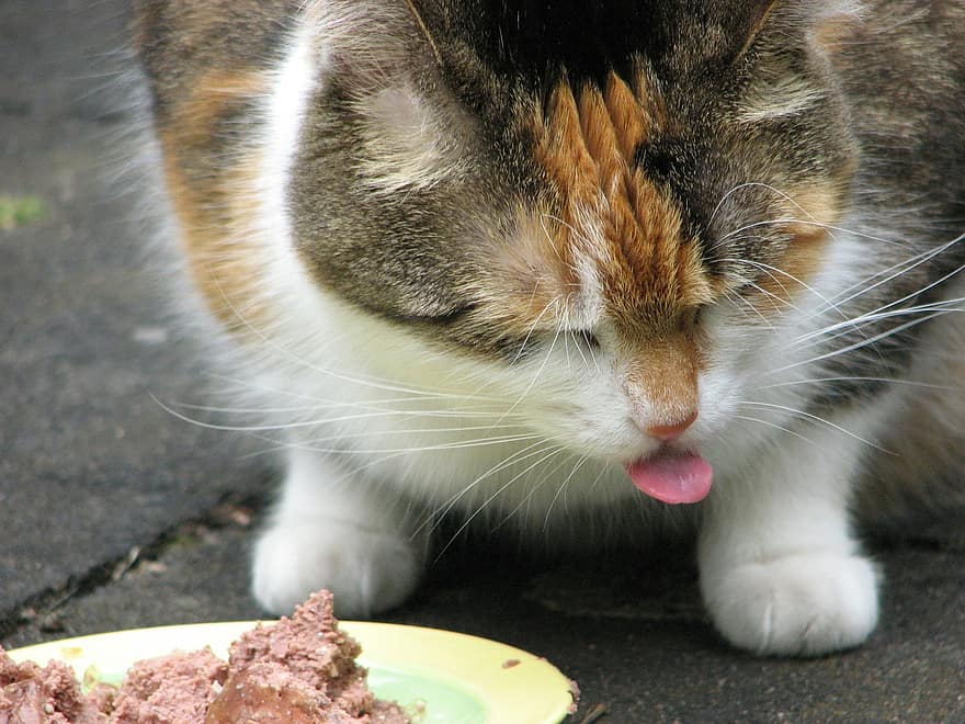 Can Cats Eat Beef Liver?
