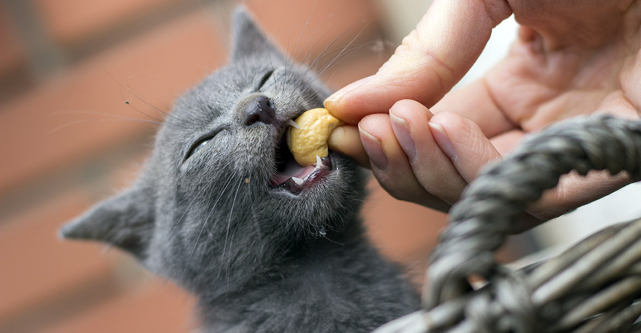 Can Cats Eat Cashews