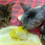 Can Cats Eat Durian?