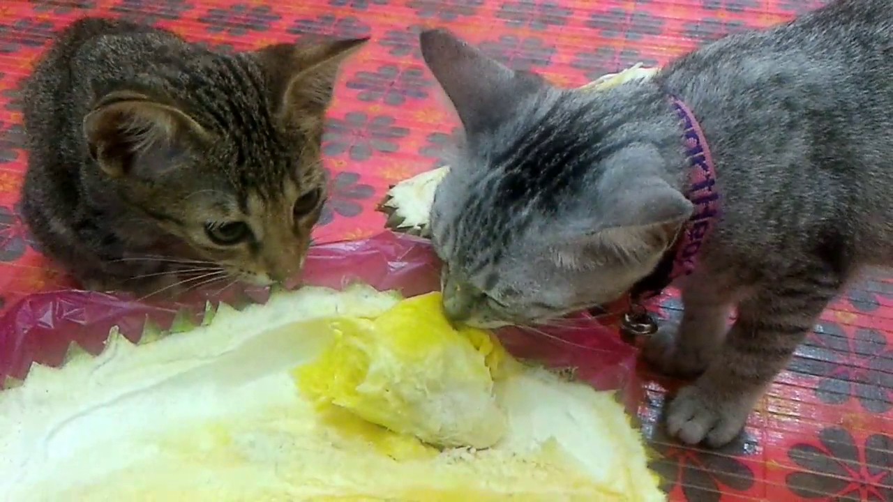 Can Cats Eat Durian?