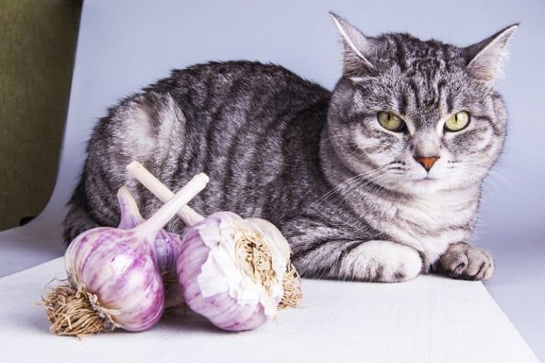 Can Cats Eat Garlic Powder?