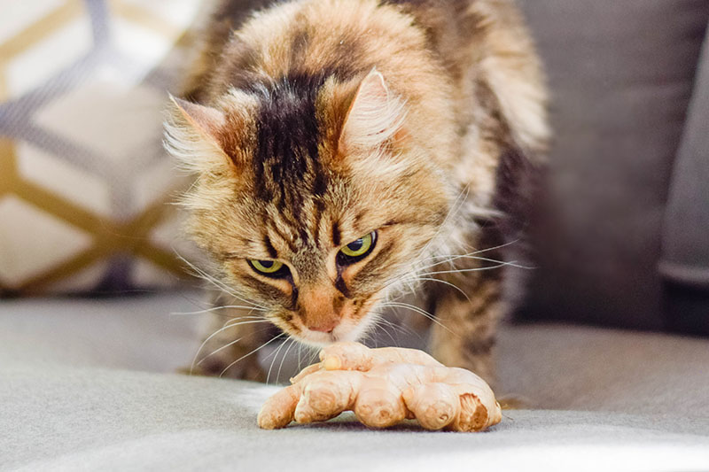 Can Cats Eat Gingerbread?