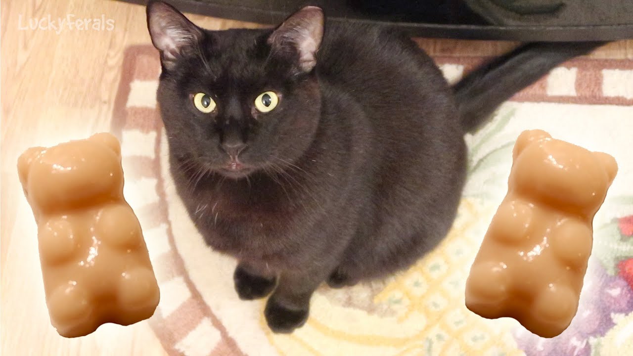 Can Cats Eat Gummy Bears?