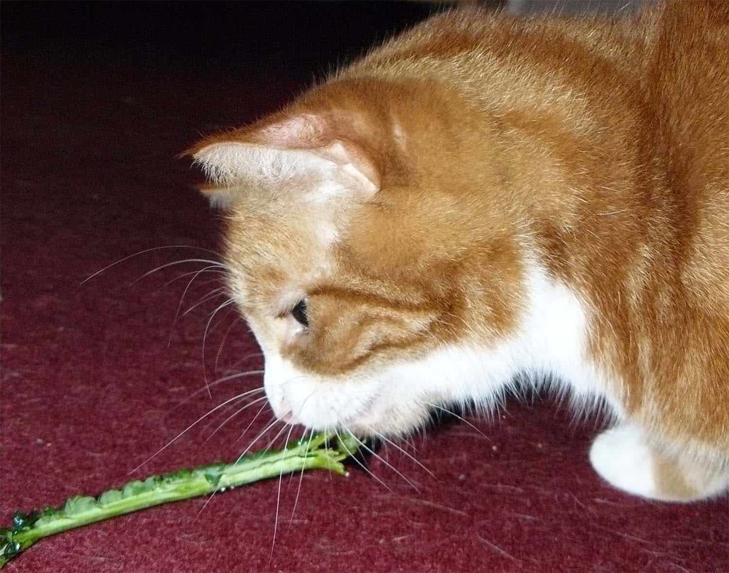 Can Cats Eat Kale?