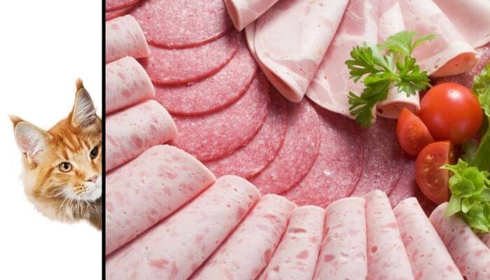 Can Cats Eat Lunch Meat?