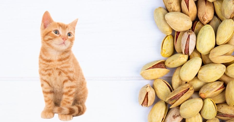 Can Cats Eat Pistachios?
