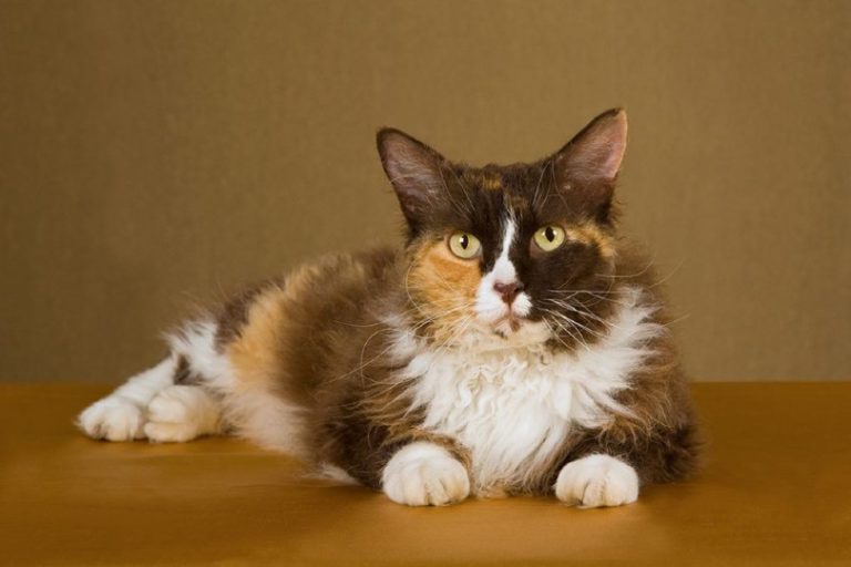 Can Cats Eat Quinoa