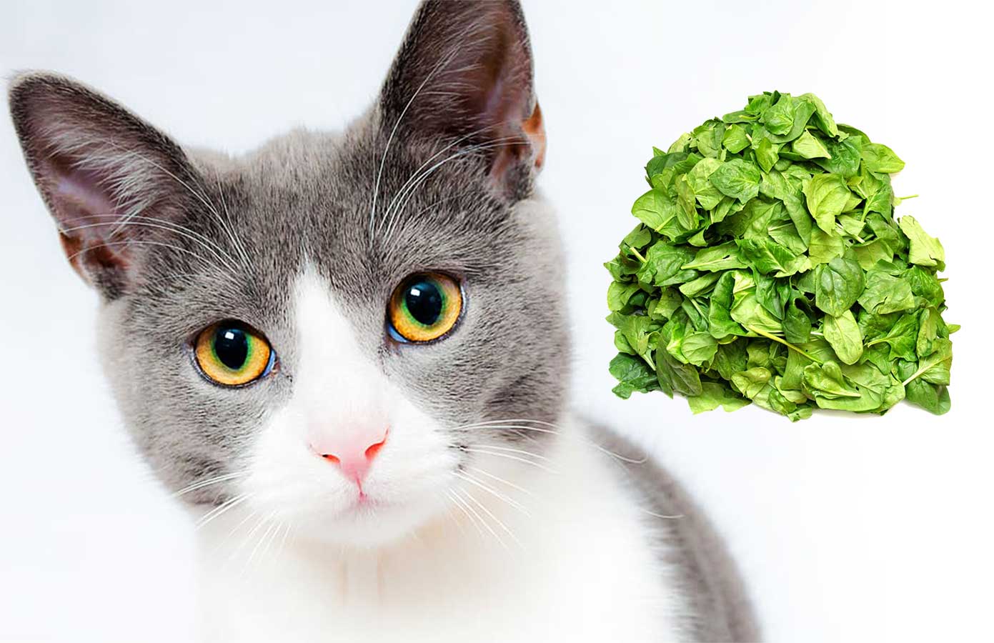 Can Cats Eat Spinach?