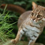 Can You Own A Rusty Spotted Cat As A Pet