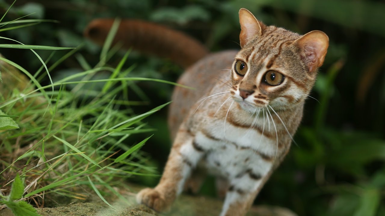 Can You Own A Rusty Spotted Cat As A Pet