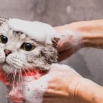 Can You Use Dove Soap On Your Cat?