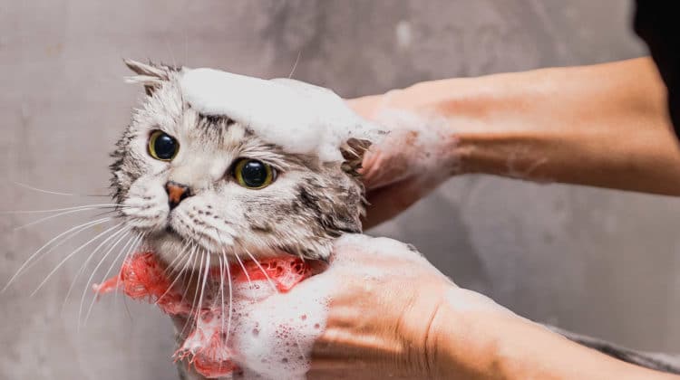 Can You Use Dove Soap On Your Cat?