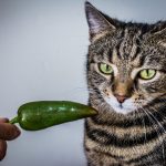 Can cats eat jalapenos?
