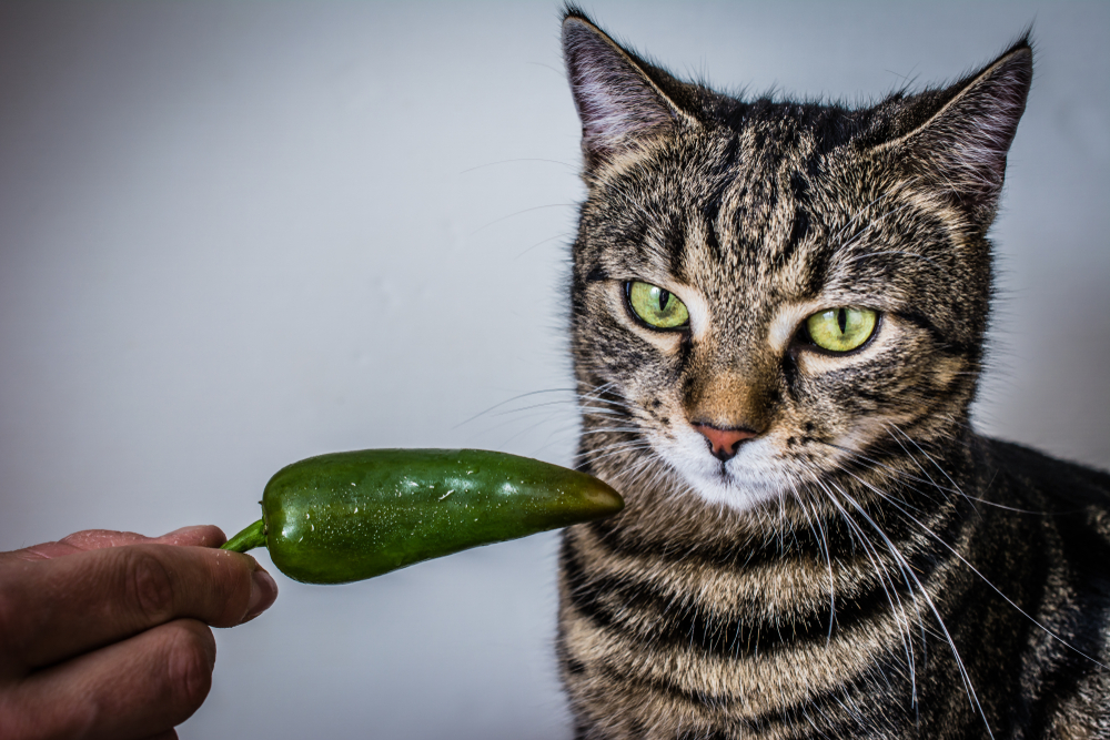 Can cats eat jalapenos?