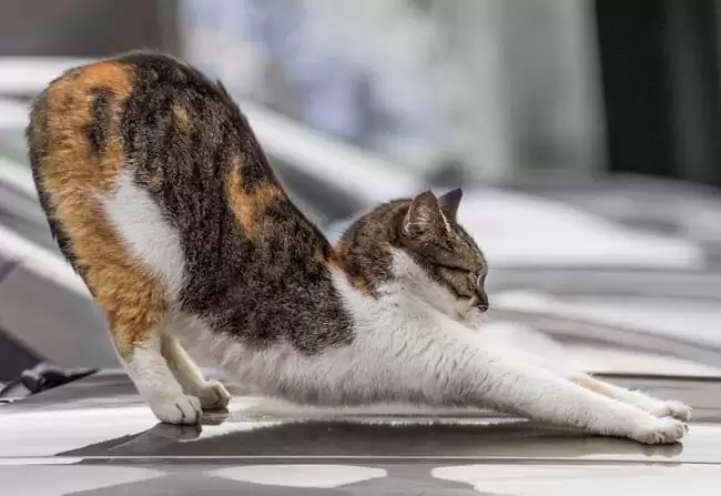 Do Cats Have Knees Or Elbows?