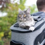 Do Cats Like Cat Backpacks?