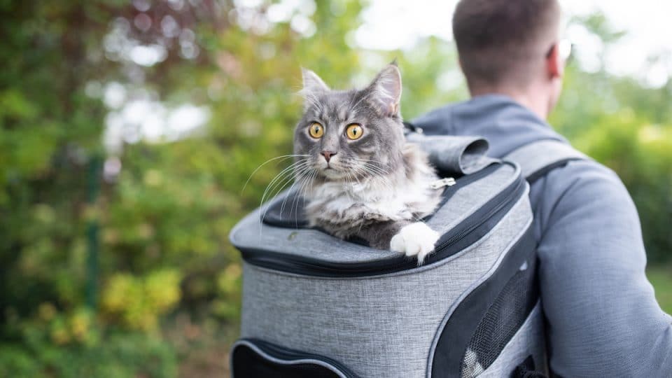Do Cats Like Cat Backpacks?