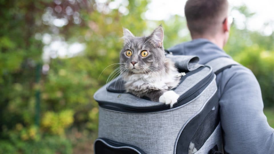 Do Cats Like Cat Backpacks