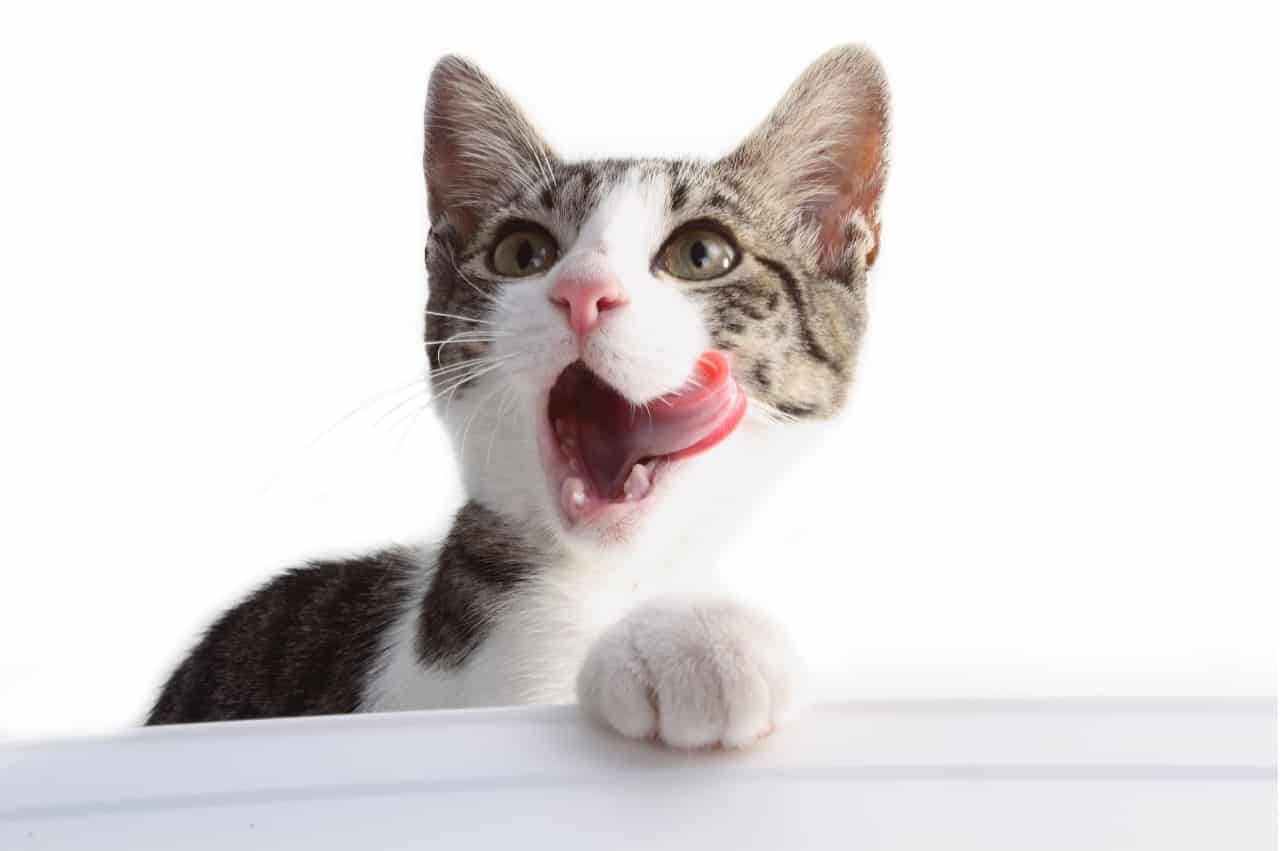 What Happens If A Cat Licks Your Eyes?