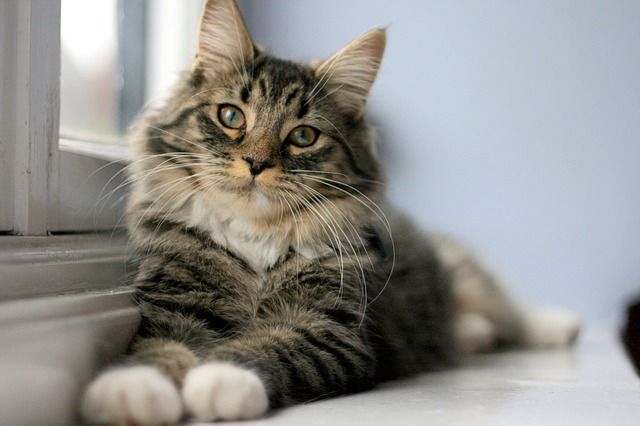 Why Are My Cat's Whiskers So Long