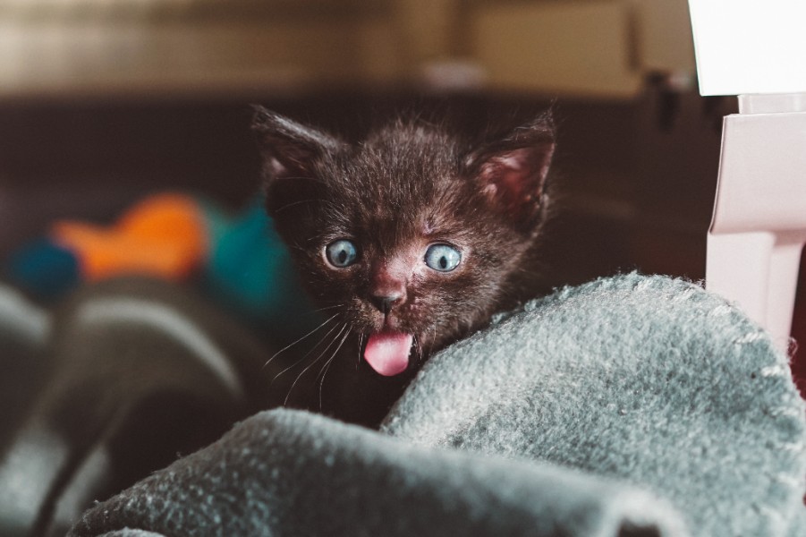 Why Cats Pant In Cars