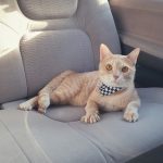 Why Do Cats Hate Car Rides