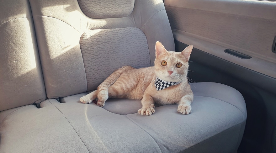 Why Do Cats Hate Car Rides
