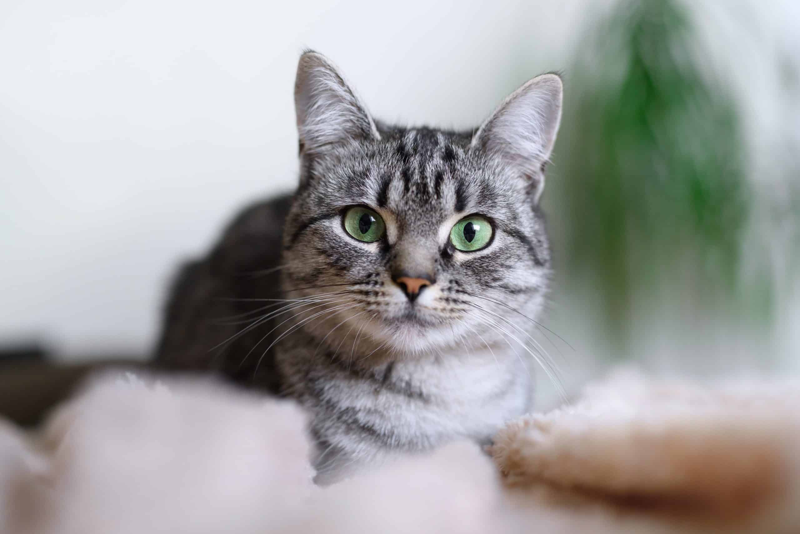 Why Does My Cat Lick My Eye?