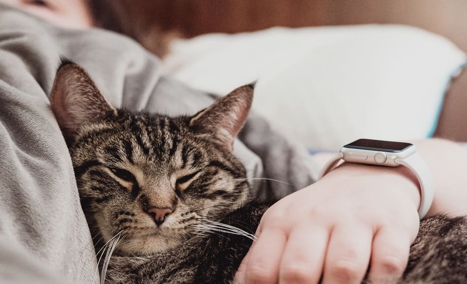 Why Does My Cat Only Cuddle at Night?