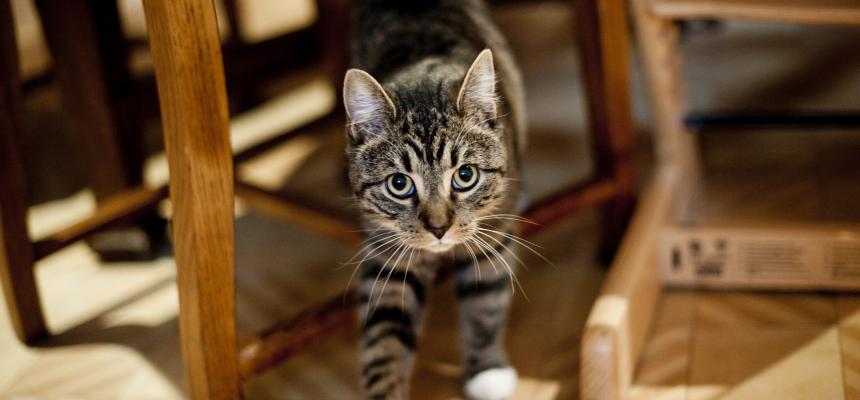 Why Does Your Cat Wait Outside Your Bedroom Door