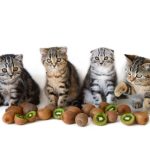 Can Cats Eat Kiwi?