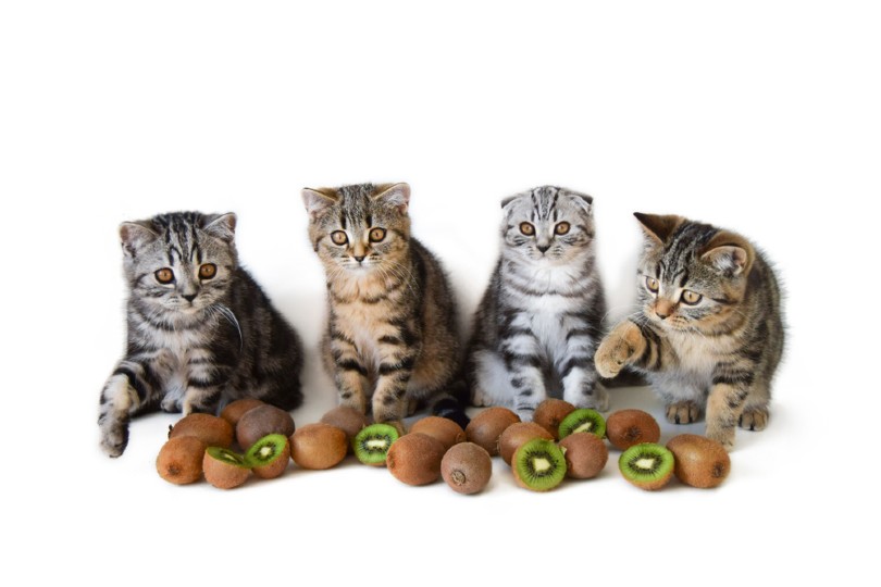 Can Cats Eat Kiwi?