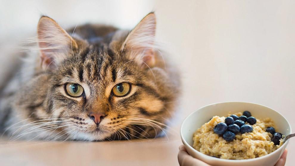 Can Cats Eat Oatmeal?
